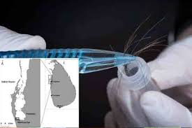 புத்தளம் பெண்களின் தலைமுடியில் அபாயகரமான பாதரசம்: நுரைச்சோலை நிலக்கரி ஆலையினால் நேரும் சுகாதாரச் சீர்கேடு!